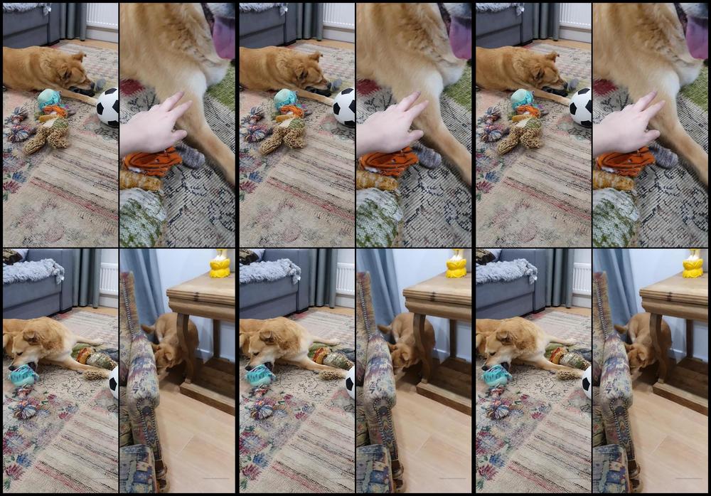 2021 05 11 Doggo Update Since So Many Asked Im Not In It For Those Of You Not Interested In Doggo Update