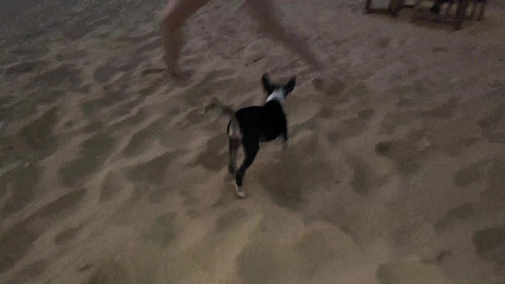 Solazola-05-01-2020-18043625-Do You Like Dogs