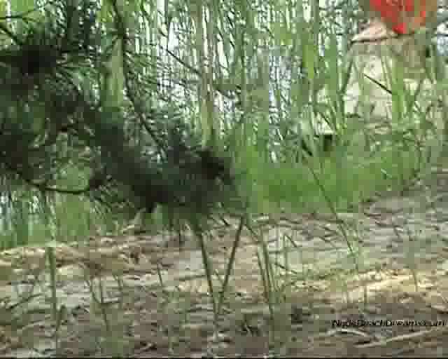 Nudebeachdreams.Com 07_09_03_All