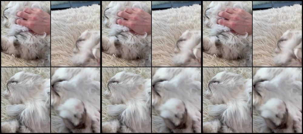 Onlyisla 03 12 2020 1380759769 I Keep Getting Distracted By This Purring Fuzzy Sentient Cannonball While I X27 M Trying To Ed
