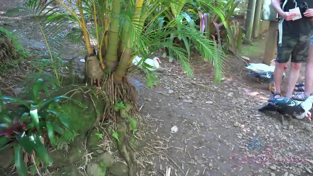 [19]Atkingdom.Atkgirlfriends.Virtual Vacation Hawaii 7-11