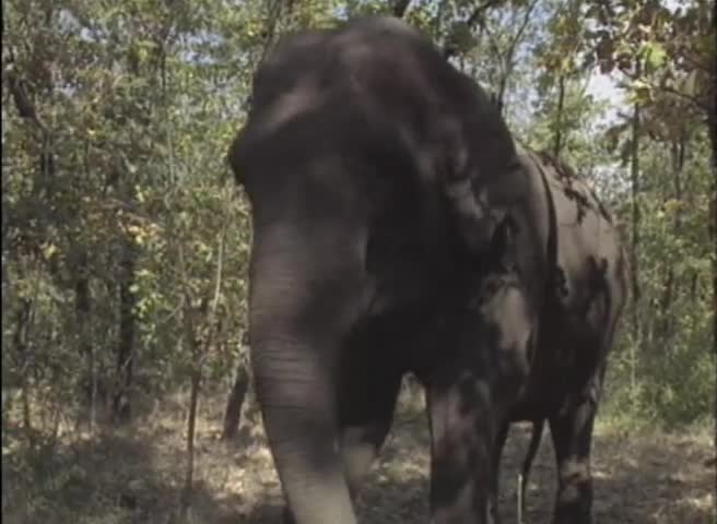 Deborah Valentine - Queen Of The Elephants P.1