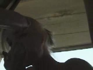 Devon Blowjob