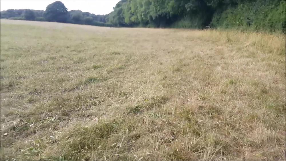 Public Woodland Fucking / Sucking