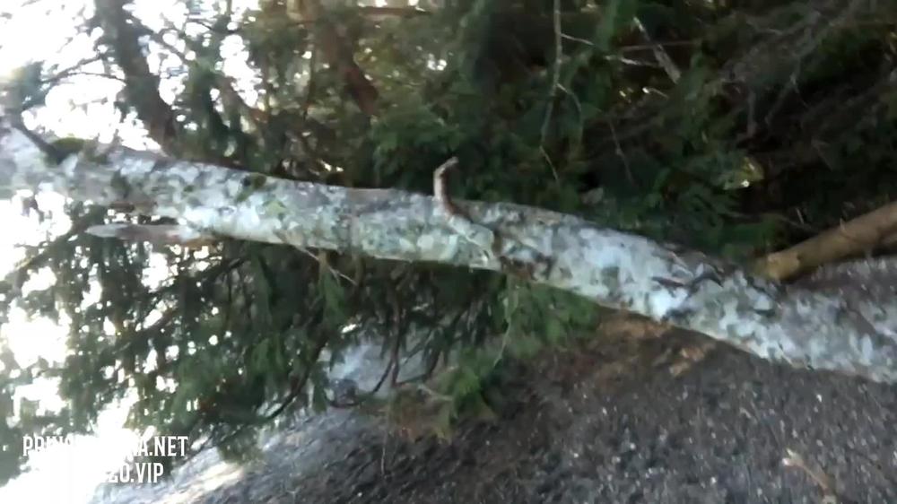 Prlncessklra Public Flashing Pee W Kezia420