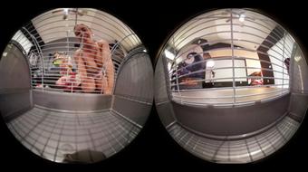 VR360 2 Giantess Make U Their Foot Slave