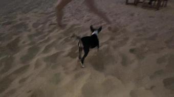 Solazola-05-01-2020-18043625-Do You Like Dogs