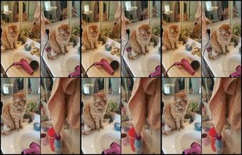 Subrina Lucia 26 12 2019 112236253 My Life With Ginger Who Else Sings To There Pets