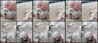Onlyisla 03 12 2020 1380759769 I Keep Getting Distracted By This Purring Fuzzy Sentient Cannonball While I X27 M Trying To Ed