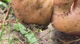 Ebony Girl Gets Feet Dirty Outside