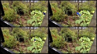 Elladonna69 13 04 2021 2081453819 Moving Around A Cut Down Tree Haha