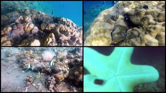 Myonlinegirl 28 01 2020 135993577 Have A Look Of Underwater On Bali With Me