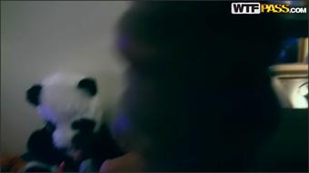 Studentsexparties.Com Panda Fuck Party With Crazy Students Ssp7702