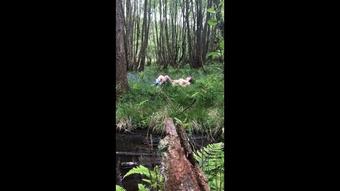 Pussy Play in the Forrest