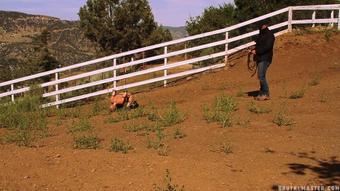 Brutalmaster - Greyhound’S Brutal Pony Training