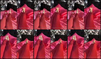 Queen Rainha 20 07 2020 560866876
