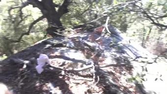 Fucking and Sucking in the Sequoia National Forest (Day 1)
