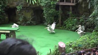 Atkgirlfriends.Singapore#1.4-4.16.03.17.Jamie.Marleigh.The.Bird.Park.Was.Amazing