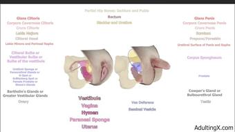 Female Anatomy and Homology - Apr 27, 2022