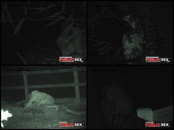 Night Watching 120