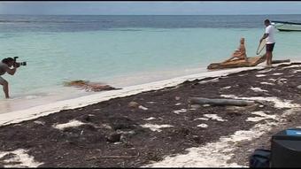 Revenge In The Tropics Bts Jlc