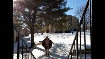Outdoor Nude Snow Flash Public - September 26, 2020
