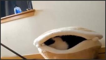 Sch--Lgirl With Cat Tail Buttplug And Hard Fingering