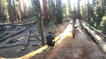 Sparks Go Wild Porn Vlog (Trail of 100 Giants)