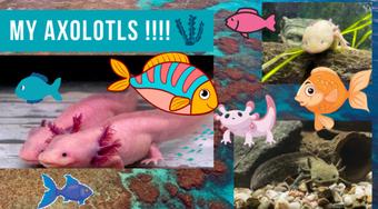 MY AXOLOTLS!!! Just Showing My Aquarium Fish Tanks For You